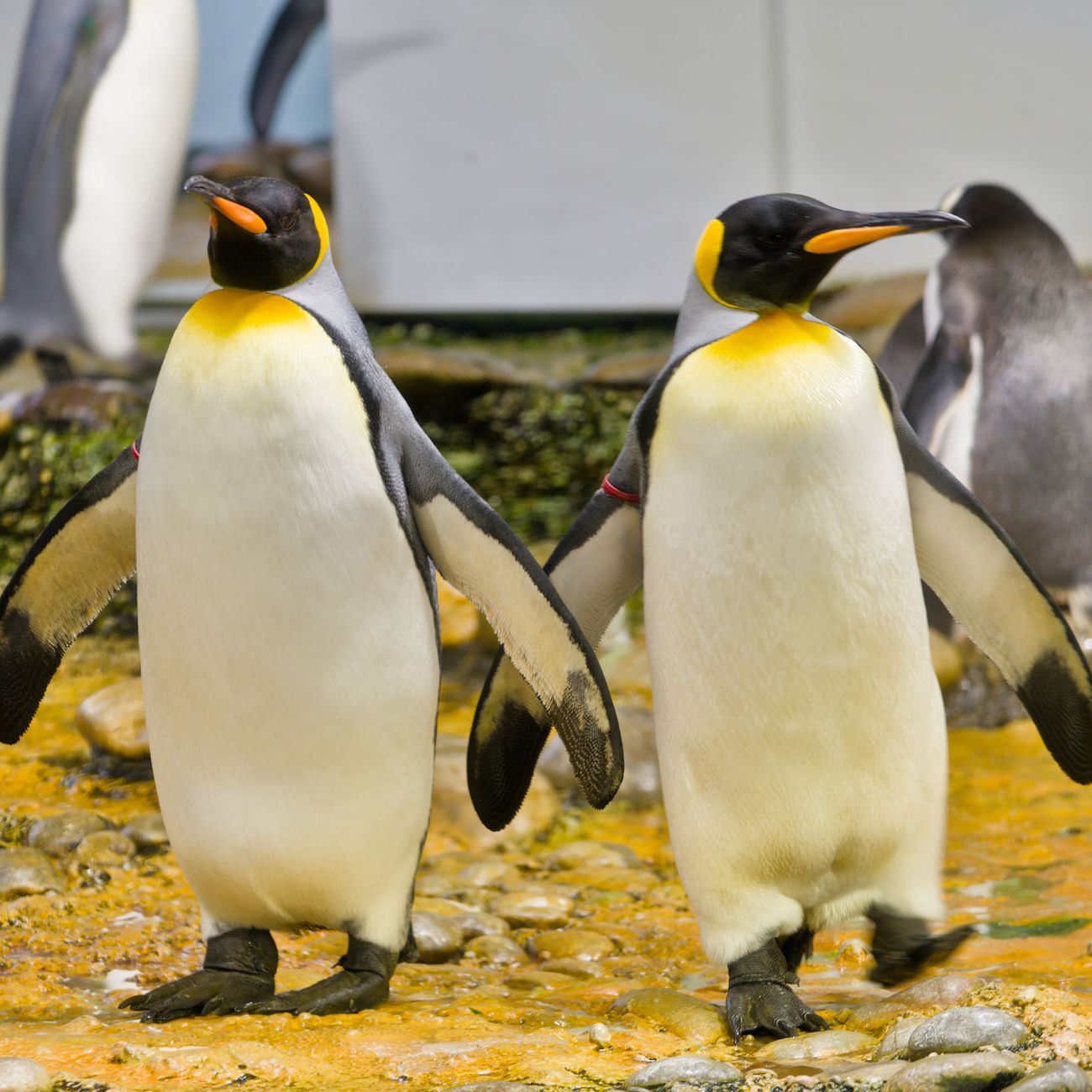 Penguin Health and Welfare