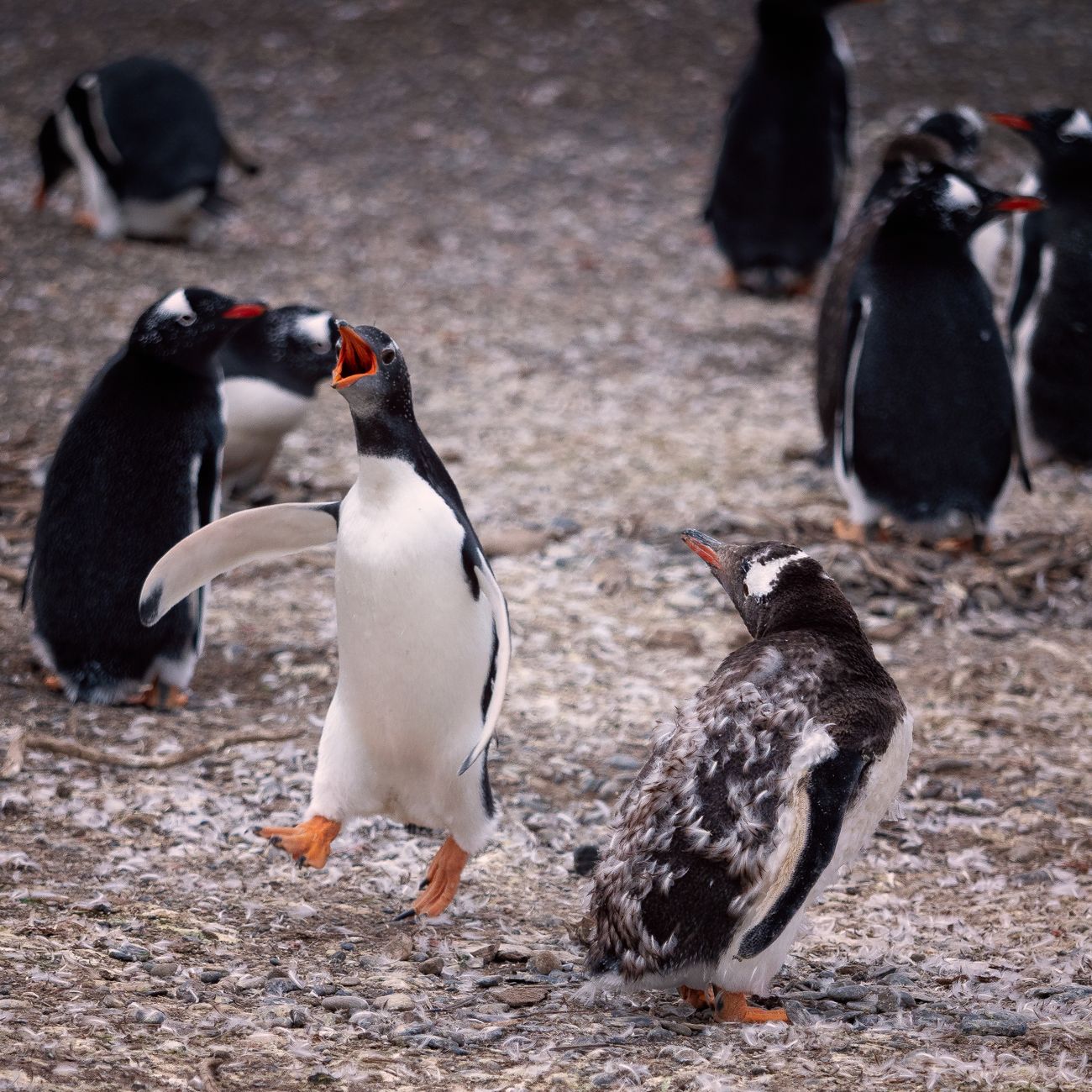 Penguin Handling and Restraint