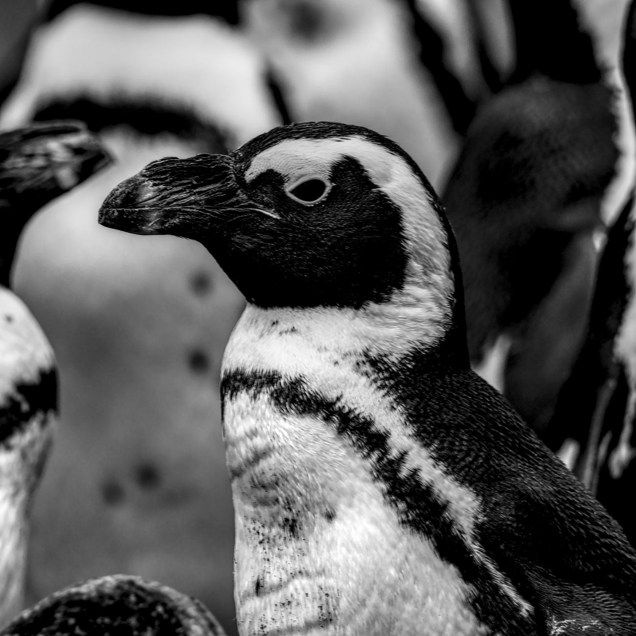 Penguin Conservation and Management
