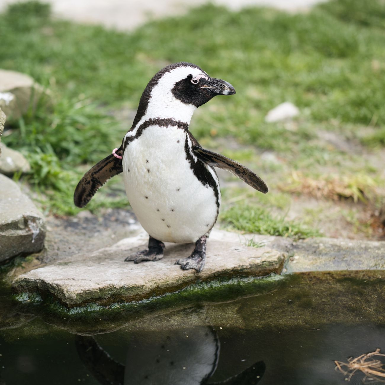 Penguin Species and Identification