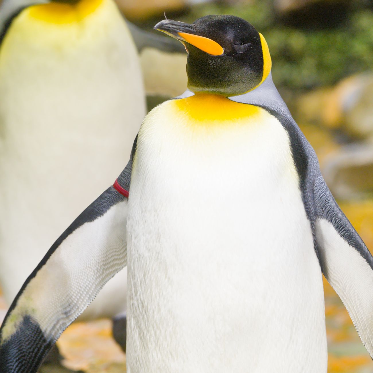 Penguin Care and Husbandry