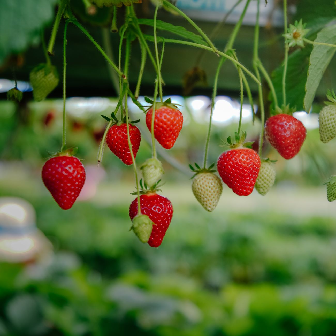 Risk Assessment for GMOs