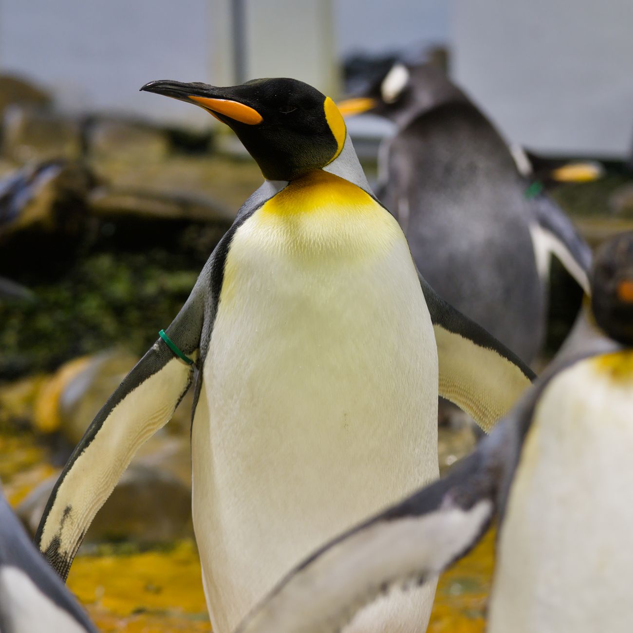 Penguin Rehabilitation Techniques