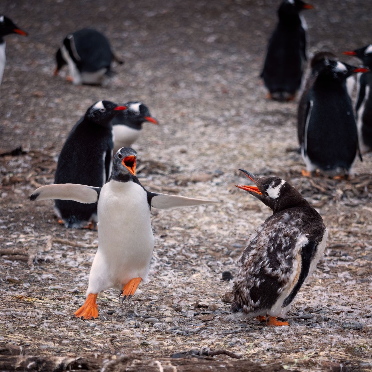 Penguin Breeding and Reproduction