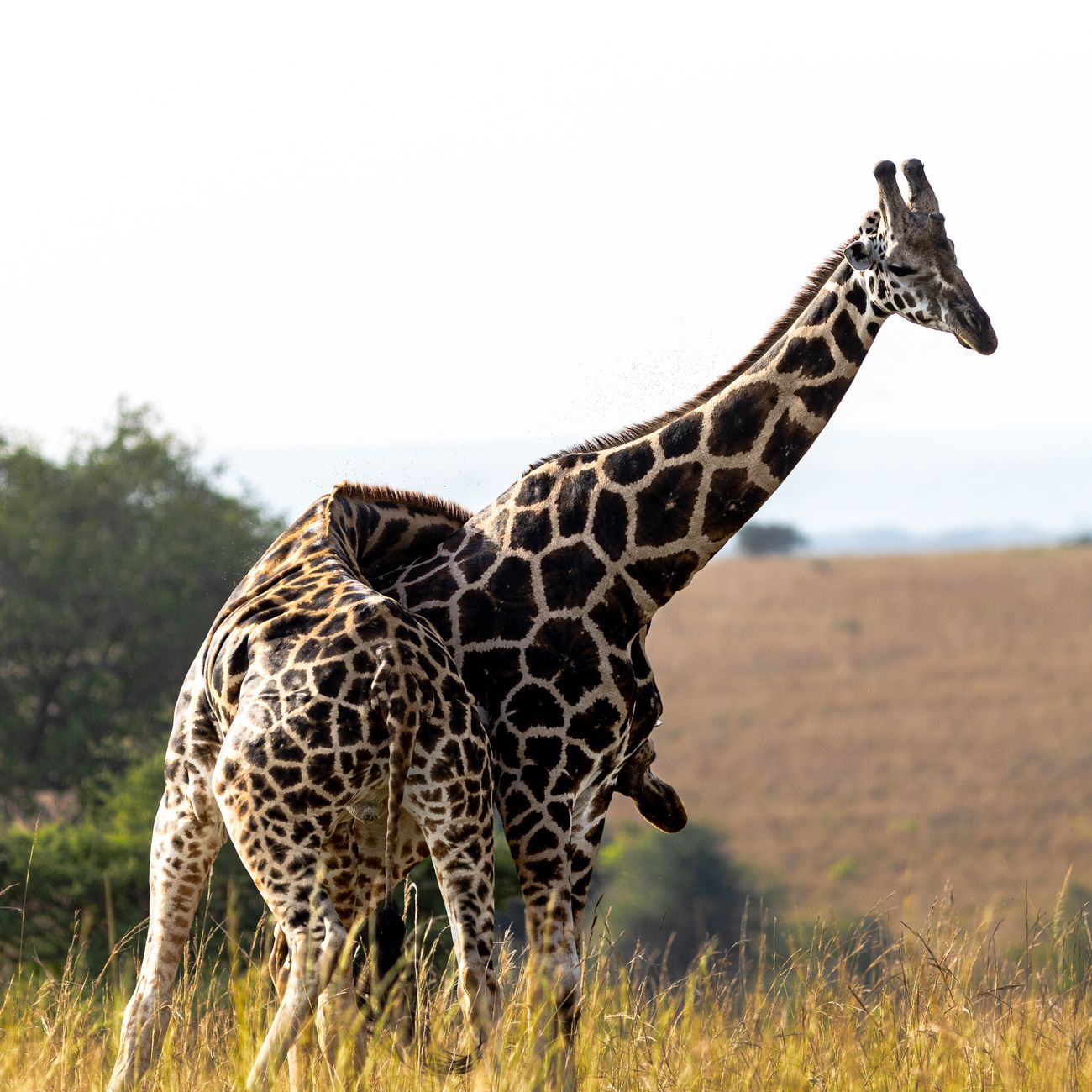 Sustainable Wildlife Tourism Practices