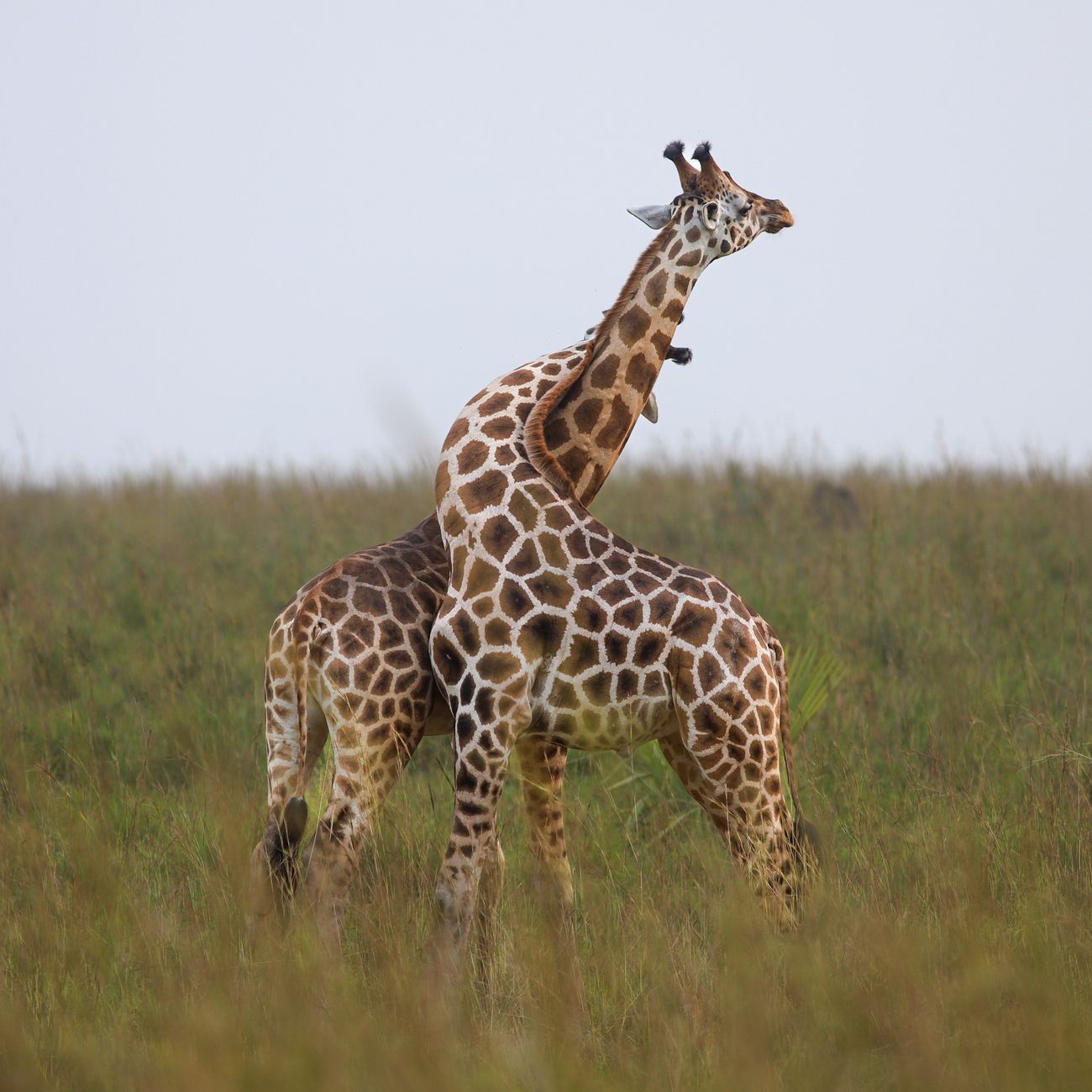Wildlife Conservation Strategies