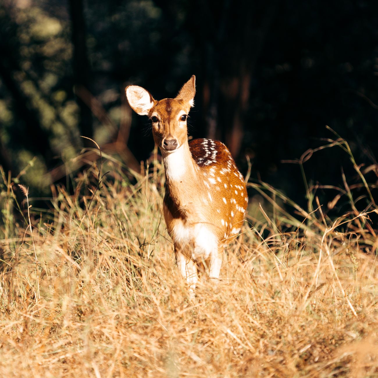 Wildlife Photography and Videography.