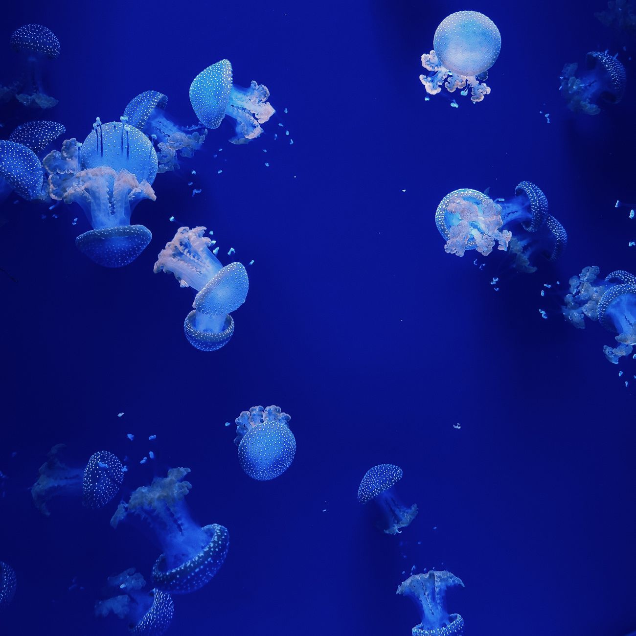Underwater Sound Propagation