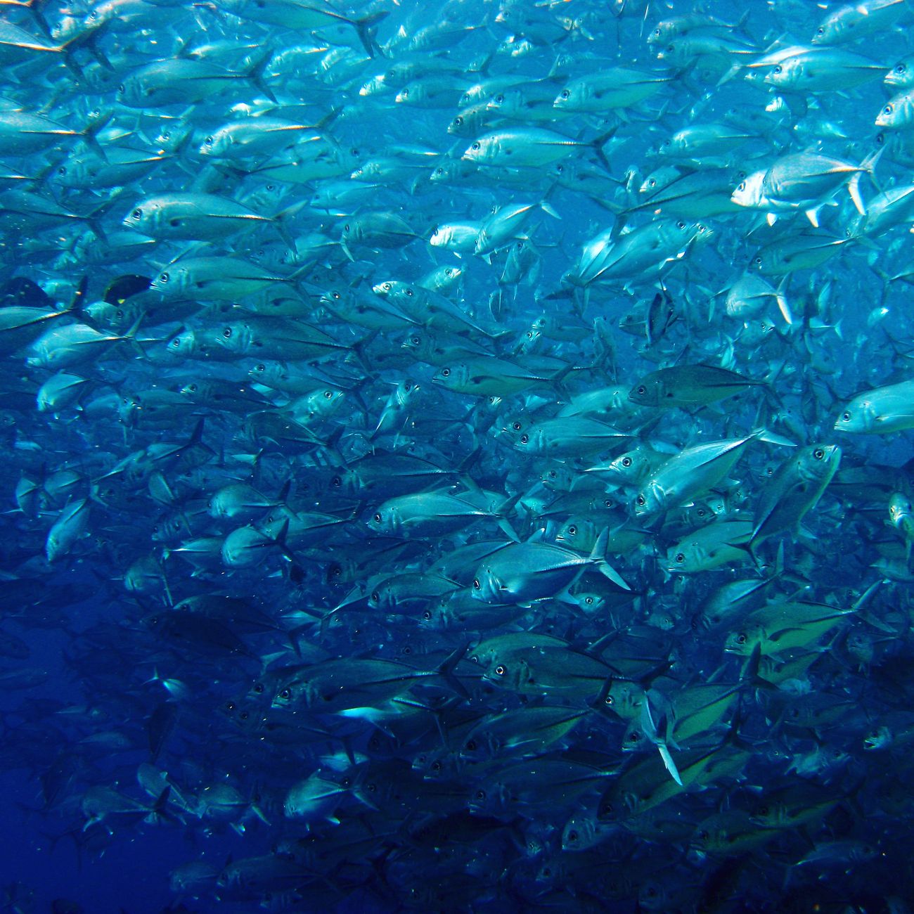 Underwater Noise Monitoring