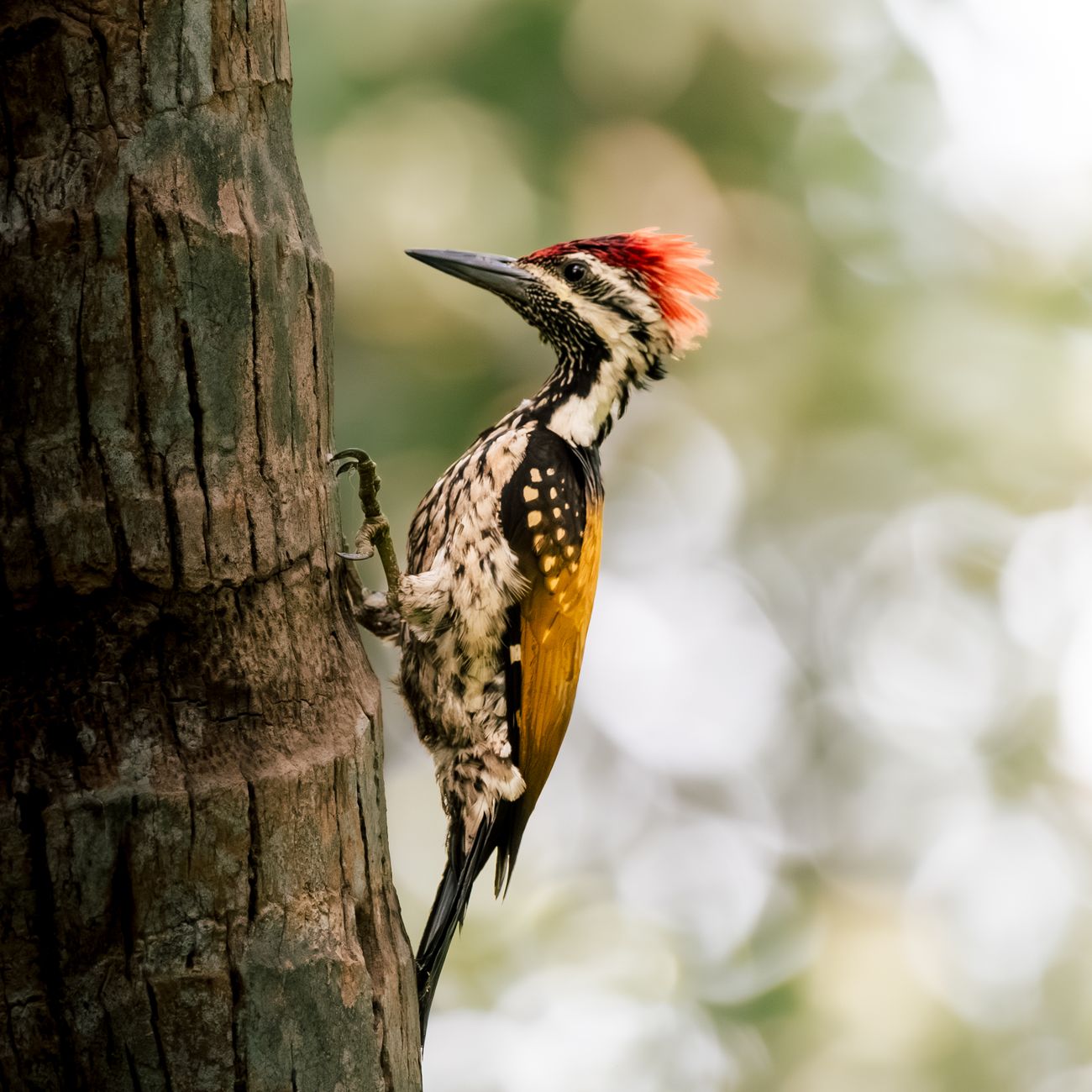 Species Distribution Modeling