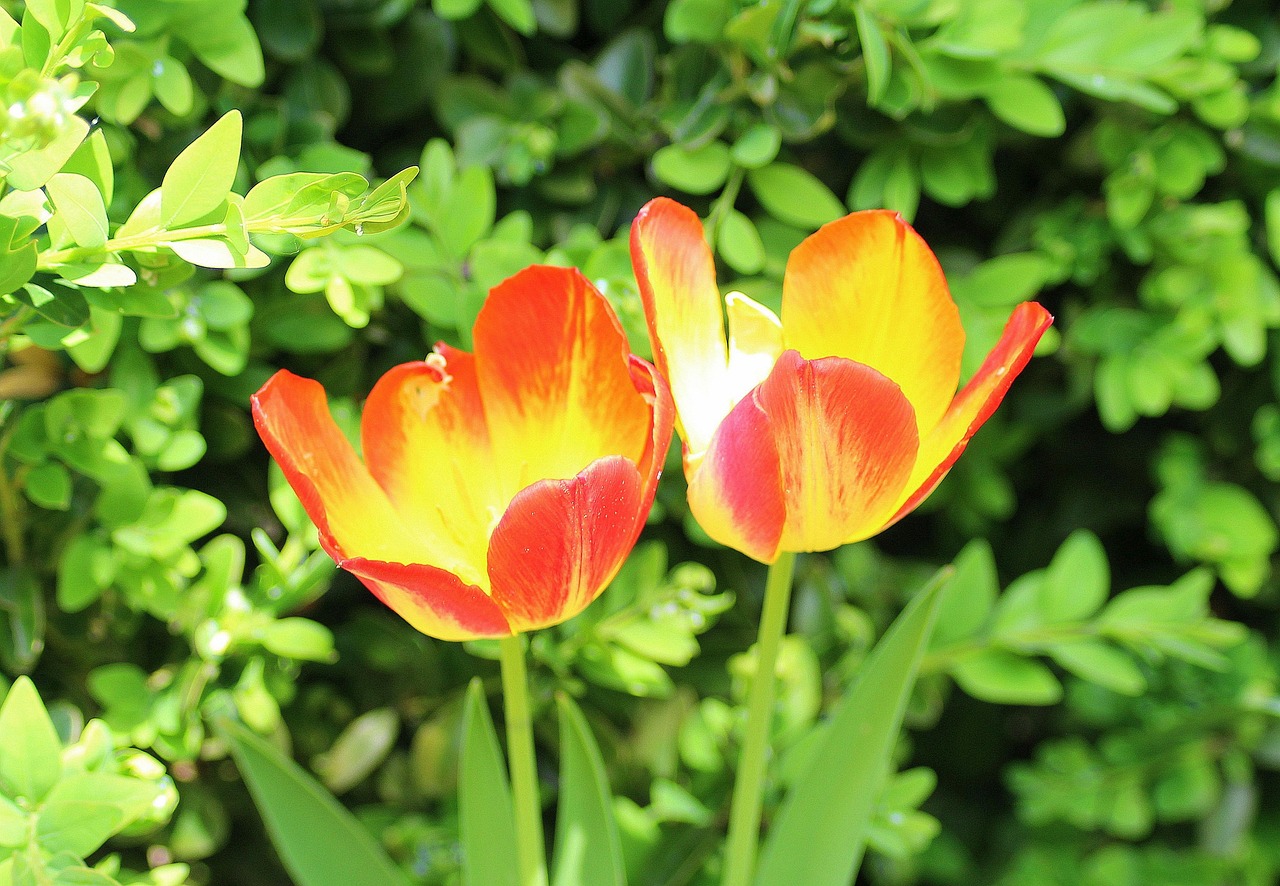 Menopause Nutrition