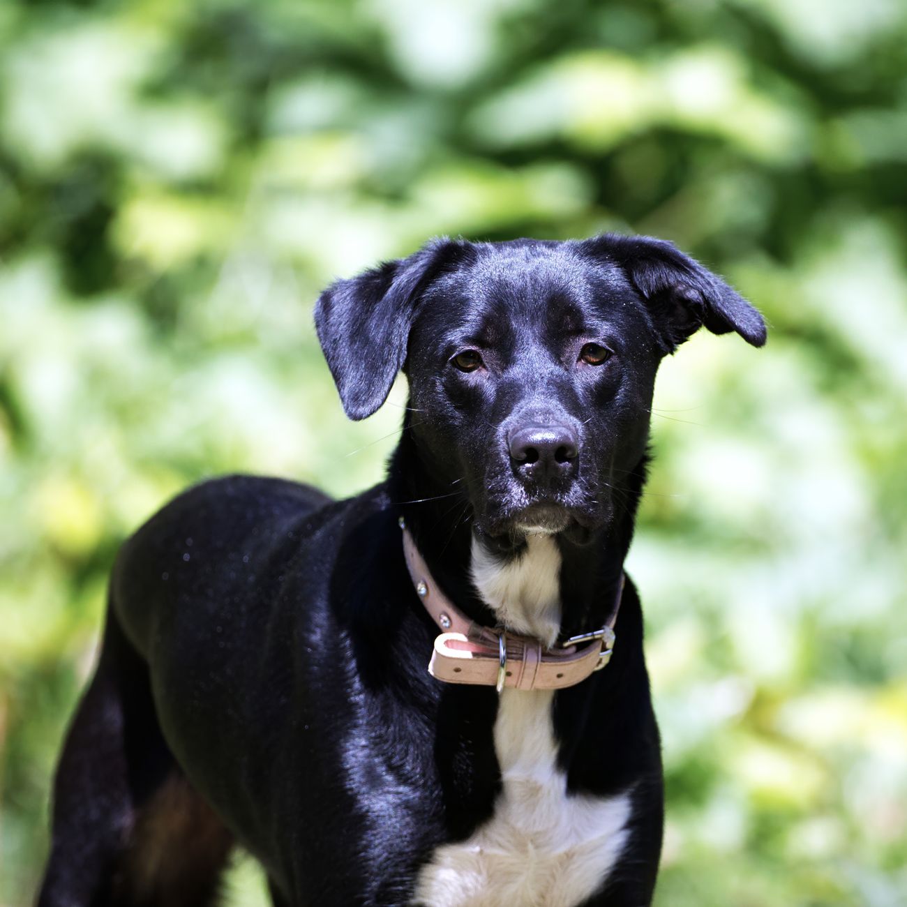 Canine Problem Behaviors