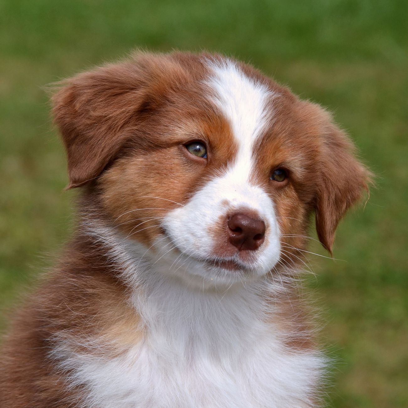 Canine Training Program Development