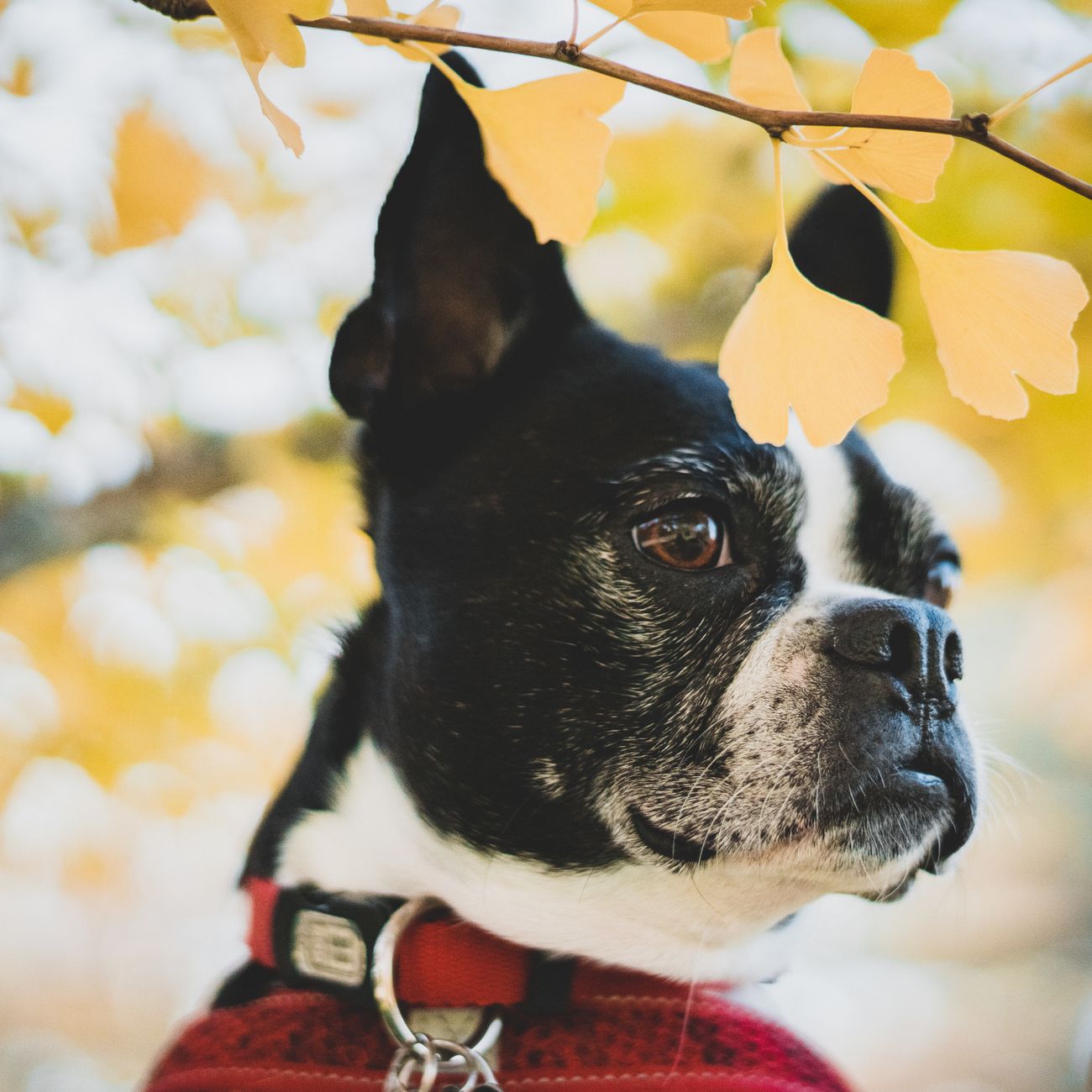Quality Assurance in Veterinary Pharmacy