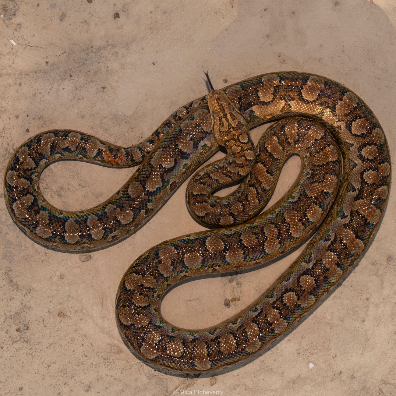 Venomous Snake Identification
