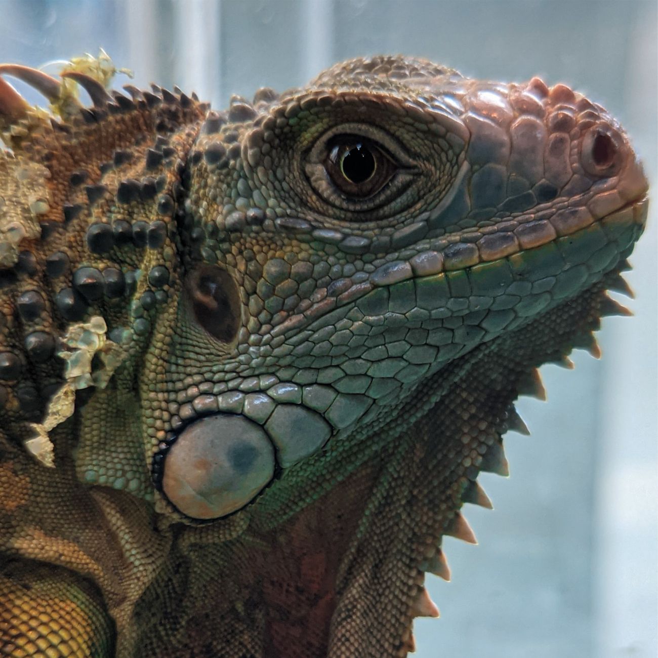 Exotic Pet Behavior and Enrichment