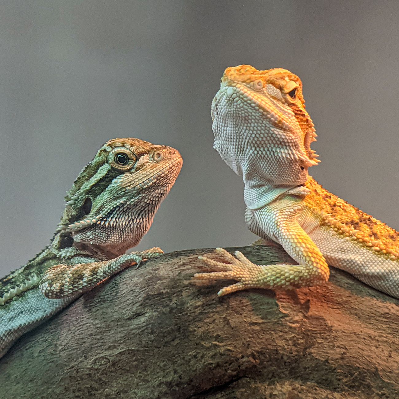 Emergency Procedures for Exotic Pets