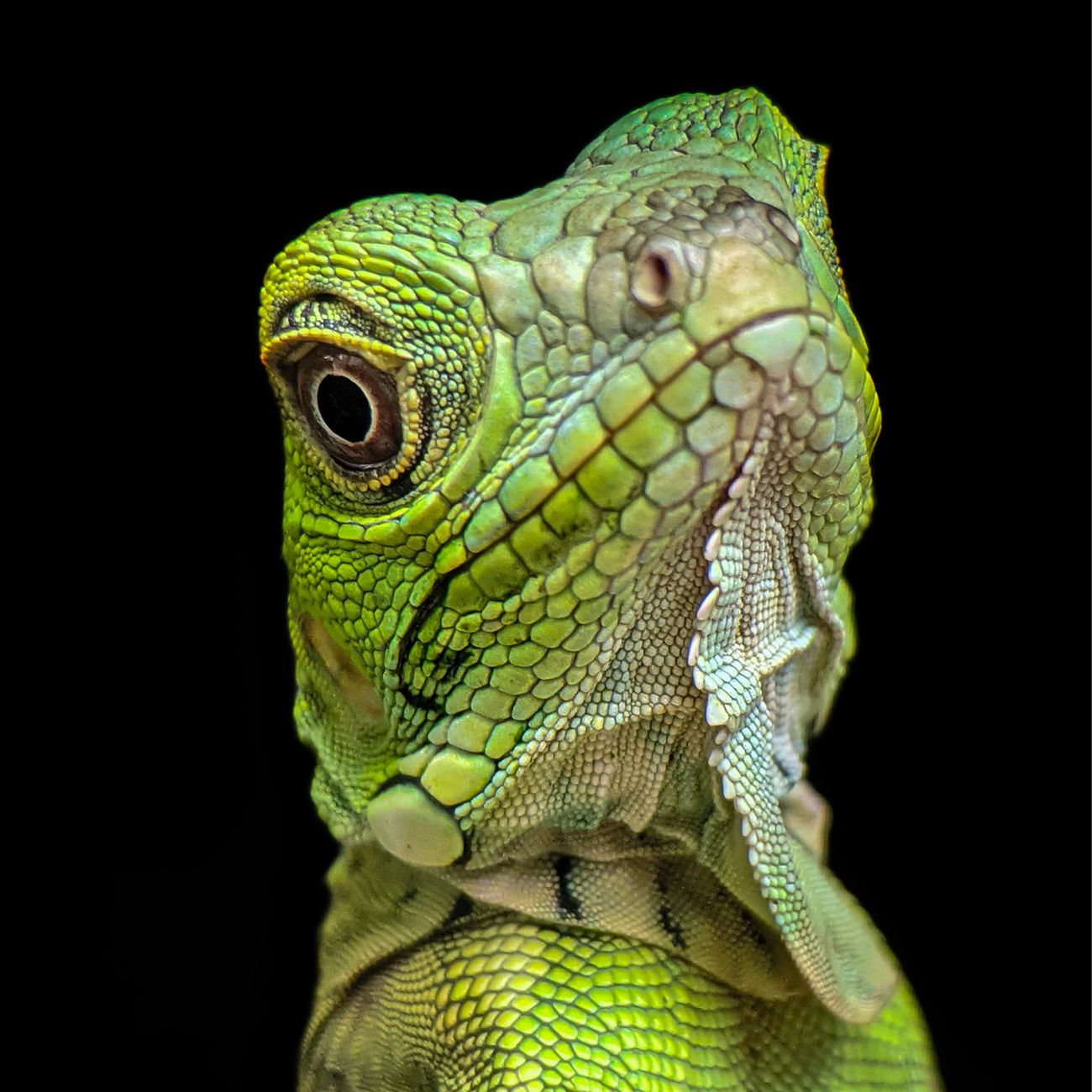 Zoonotic Diseases in Exotic Pet Handling