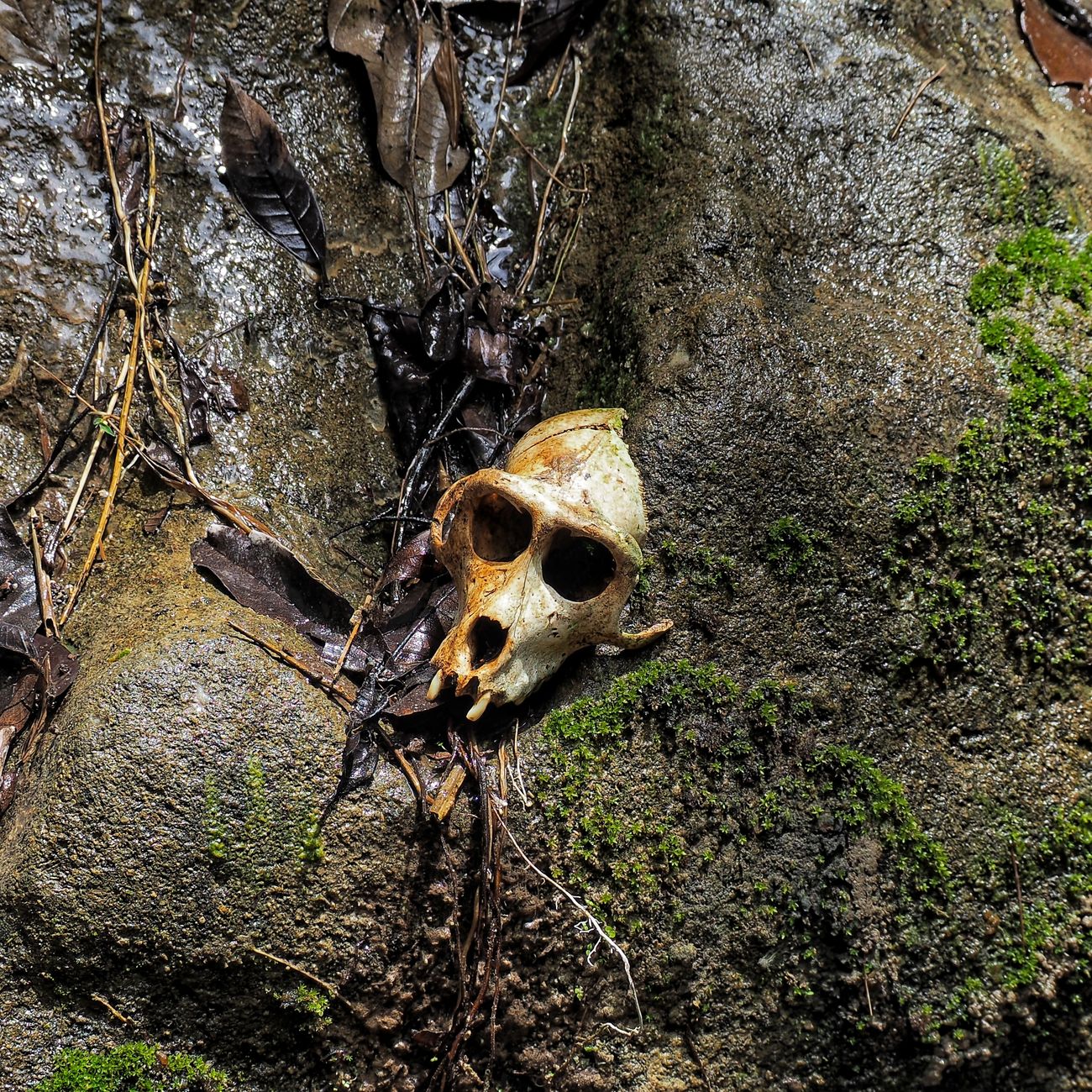 Thanatology