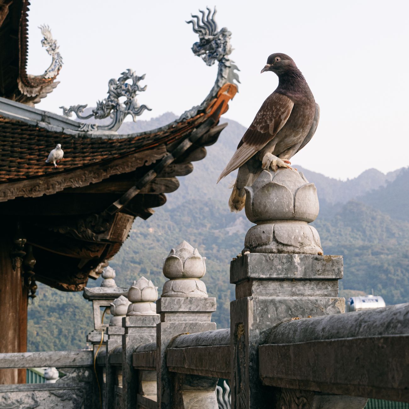 Pigeon Anatomy and Physiology