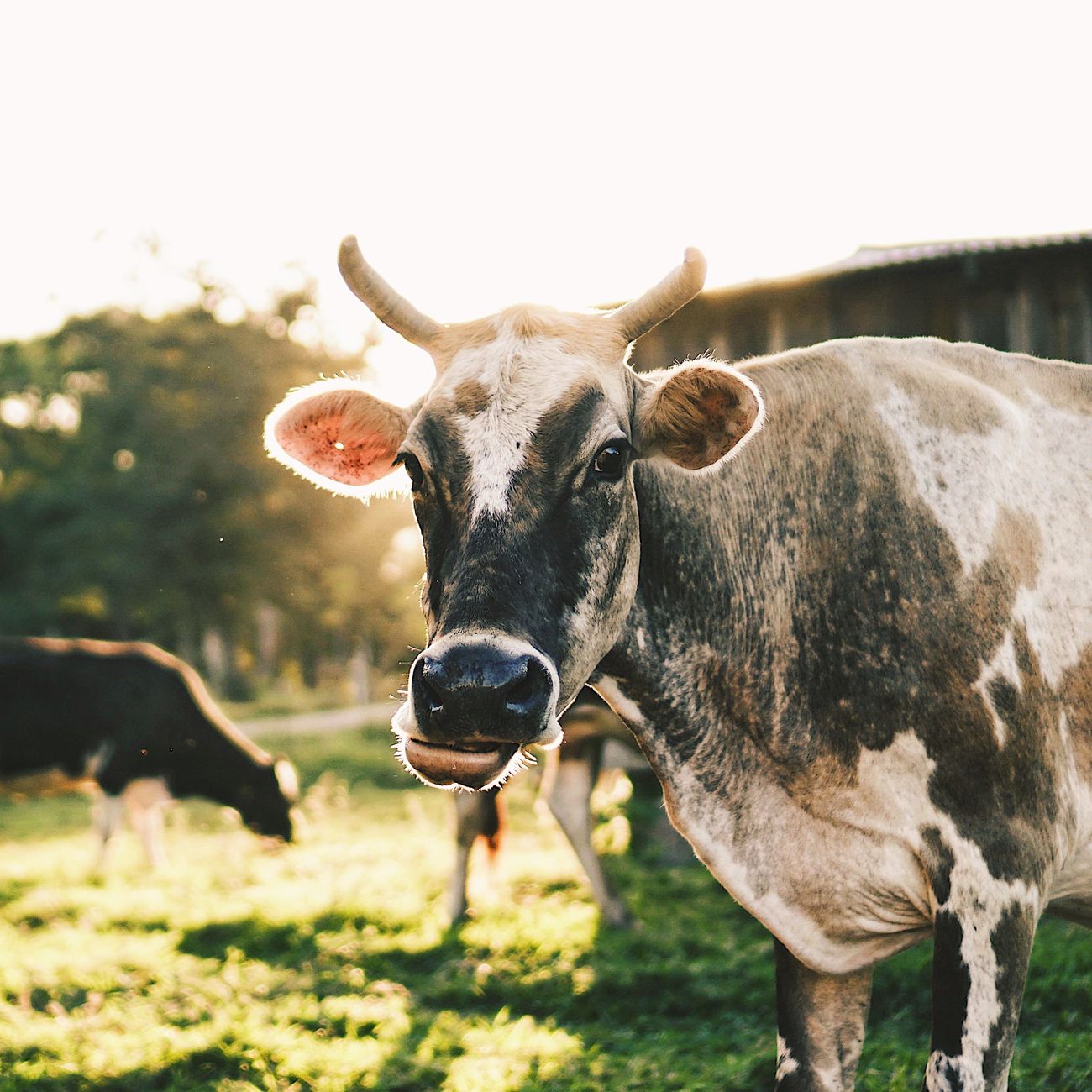 Human Resources Management in Dairy Operations