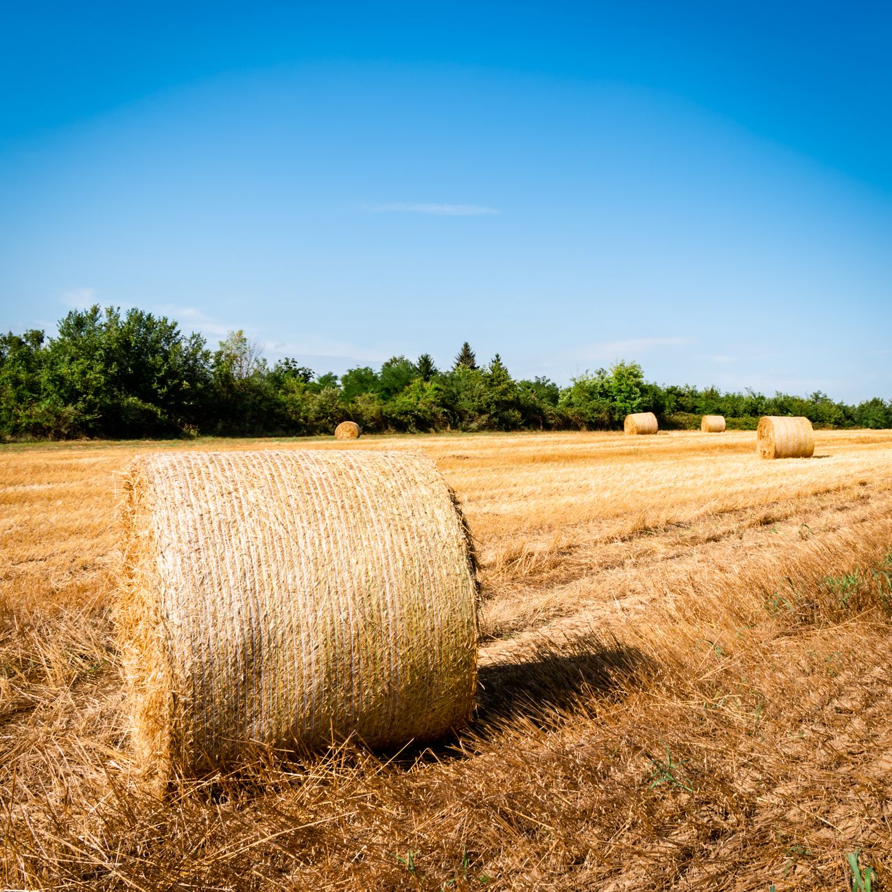 Sustainable Farm Management