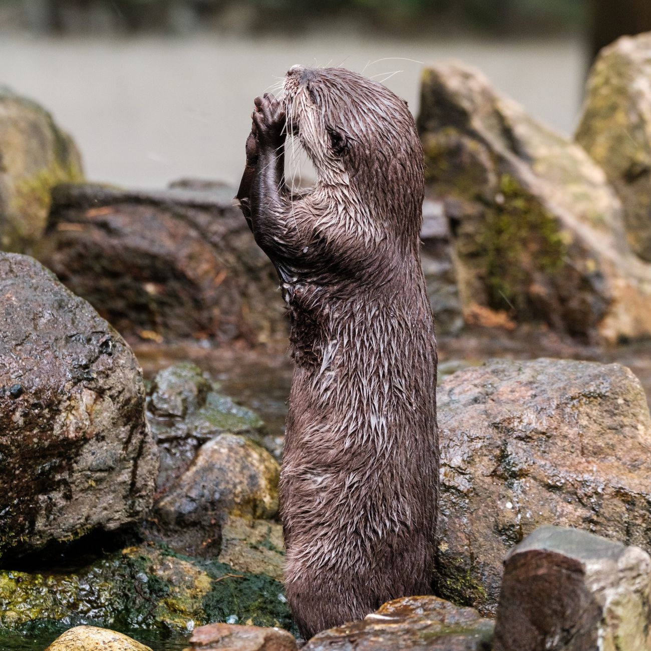 Administering Oral Medications to Wildlife Patients