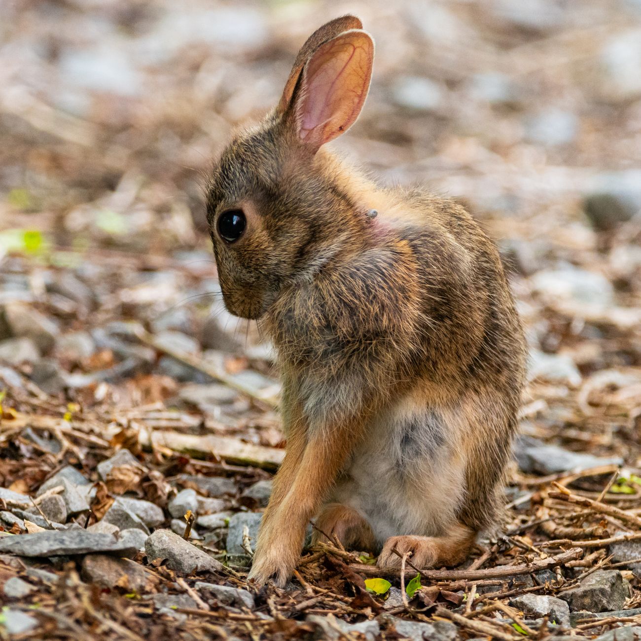 Emergency Medications in Wildlife Rehabilitation.