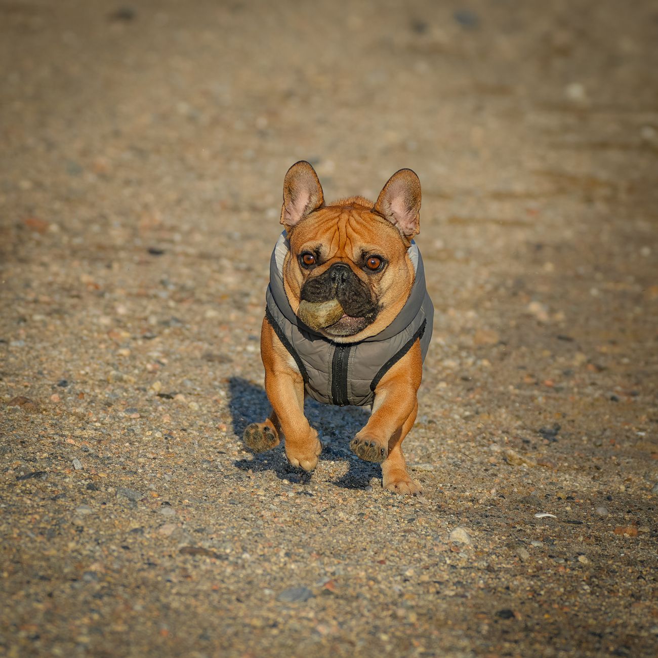 Exercise and Fitness for Pets