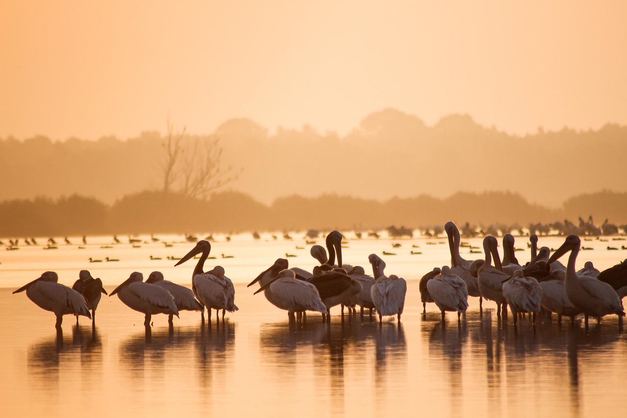 Image Recognition and Processing for Wildlife Conservation