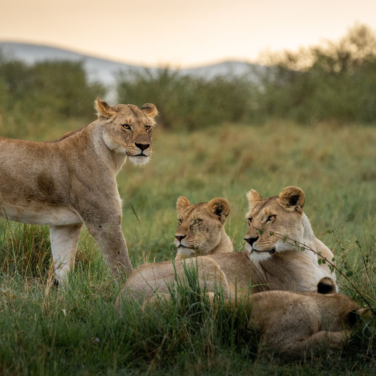 Natural Language Processing for Wildlife Conservation