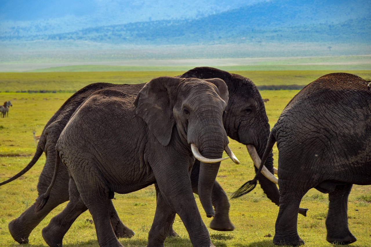 AI Tools for Threat Detection in Wildlife Conservation