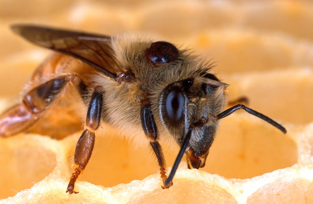 AI Applications in Pest and Disease Detection