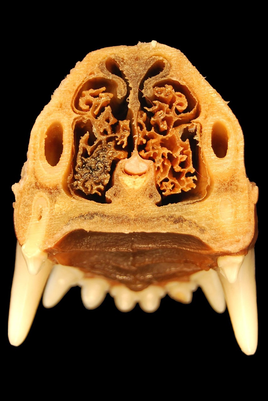 Informed Consent in Veterinary Medicine