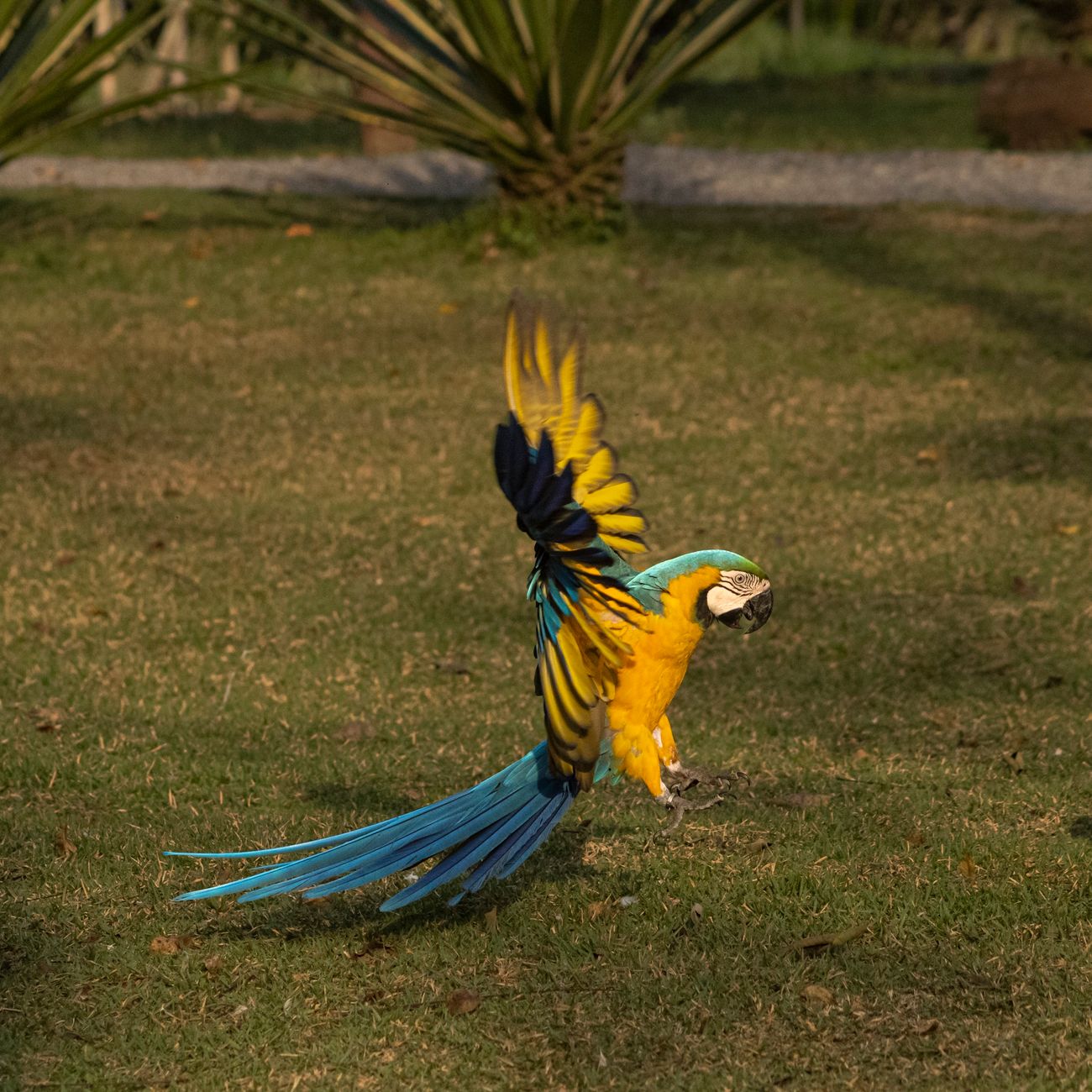 Avian Behavior and Handling