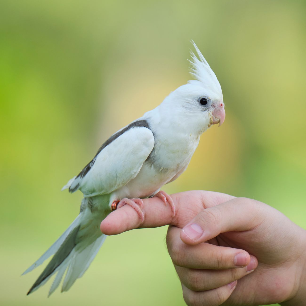 Avian Radiology and Imaging