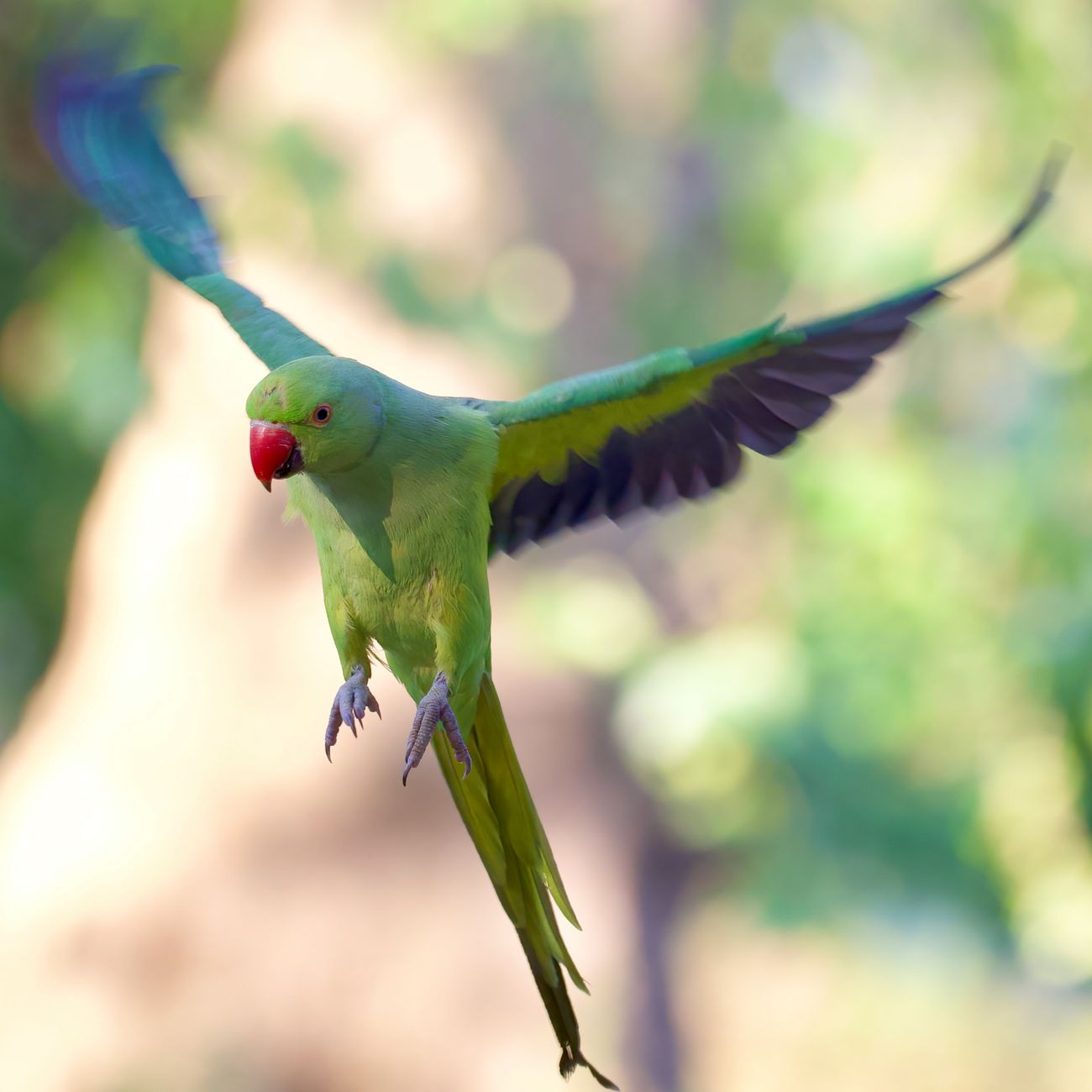 Avian Emergency and Critical Care.