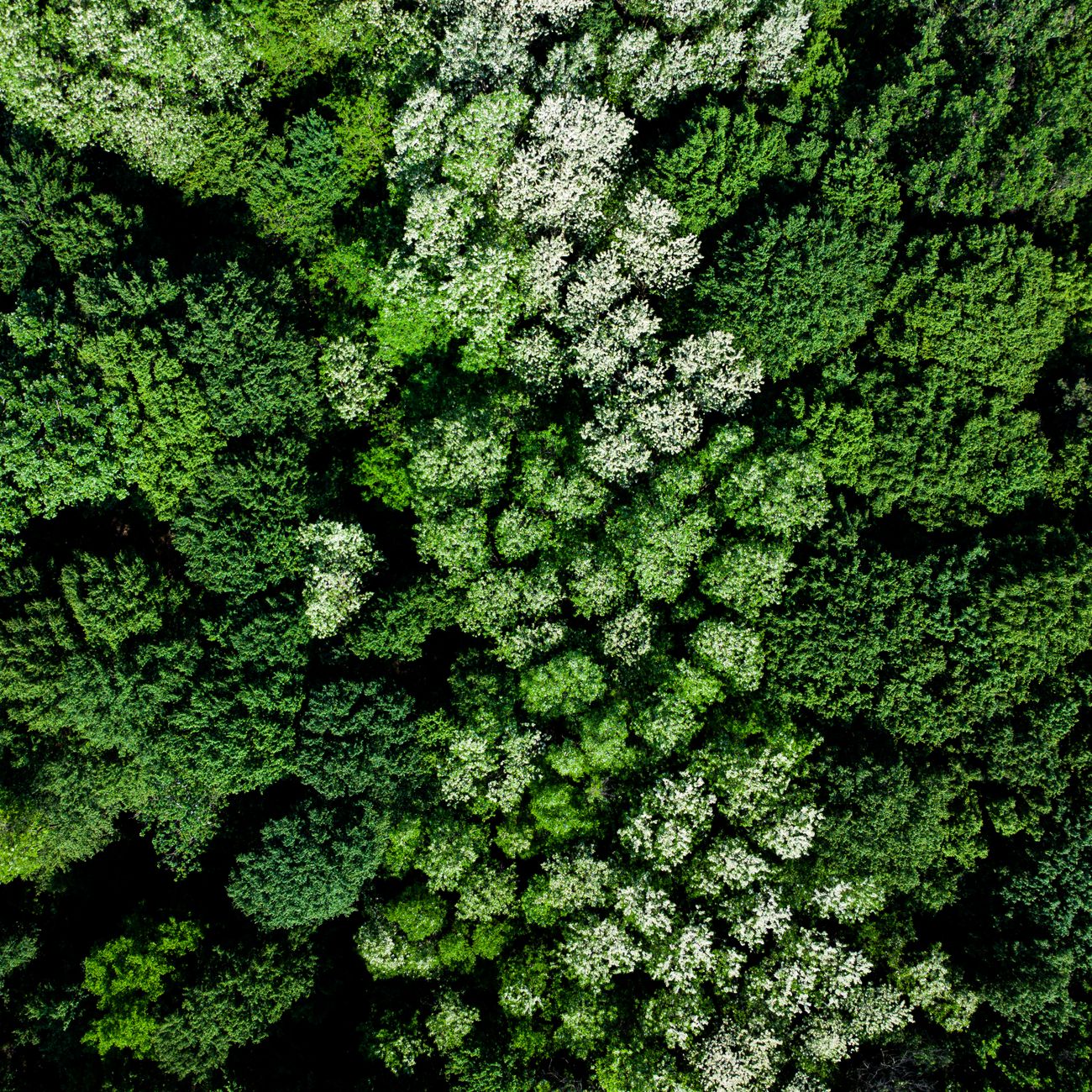 Predictive Modeling for Biodiversity
