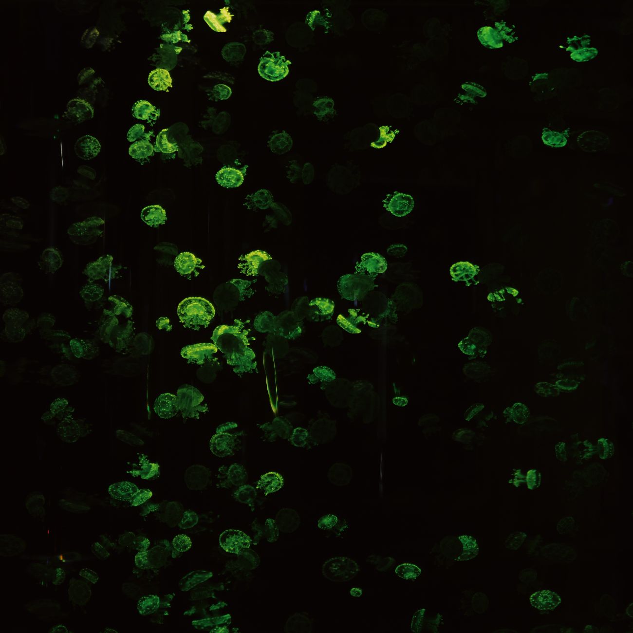Plankton Ecology and Ecosystem Dynamics