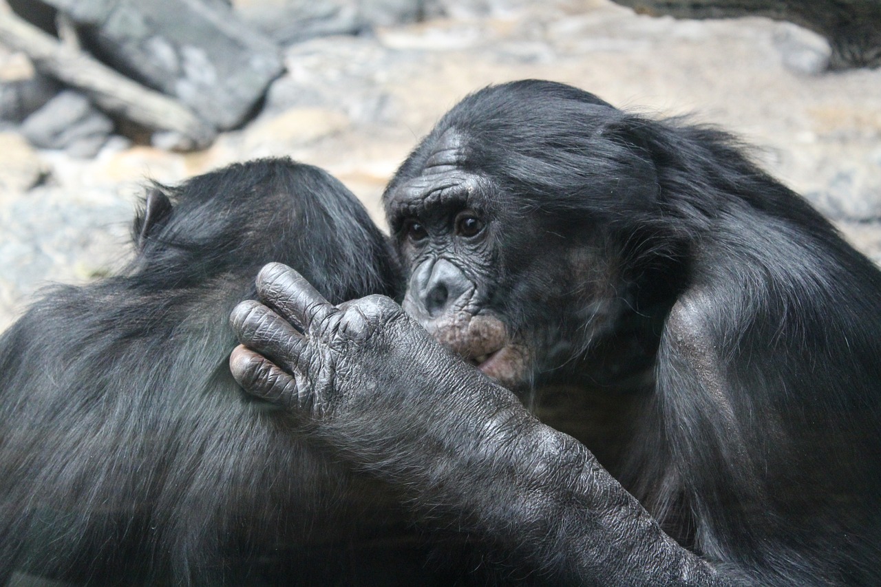 Ethical and Social Implications of AI in Conservation