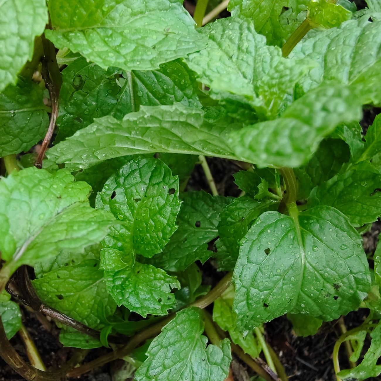 Medicinal Plant Knowledge and Use