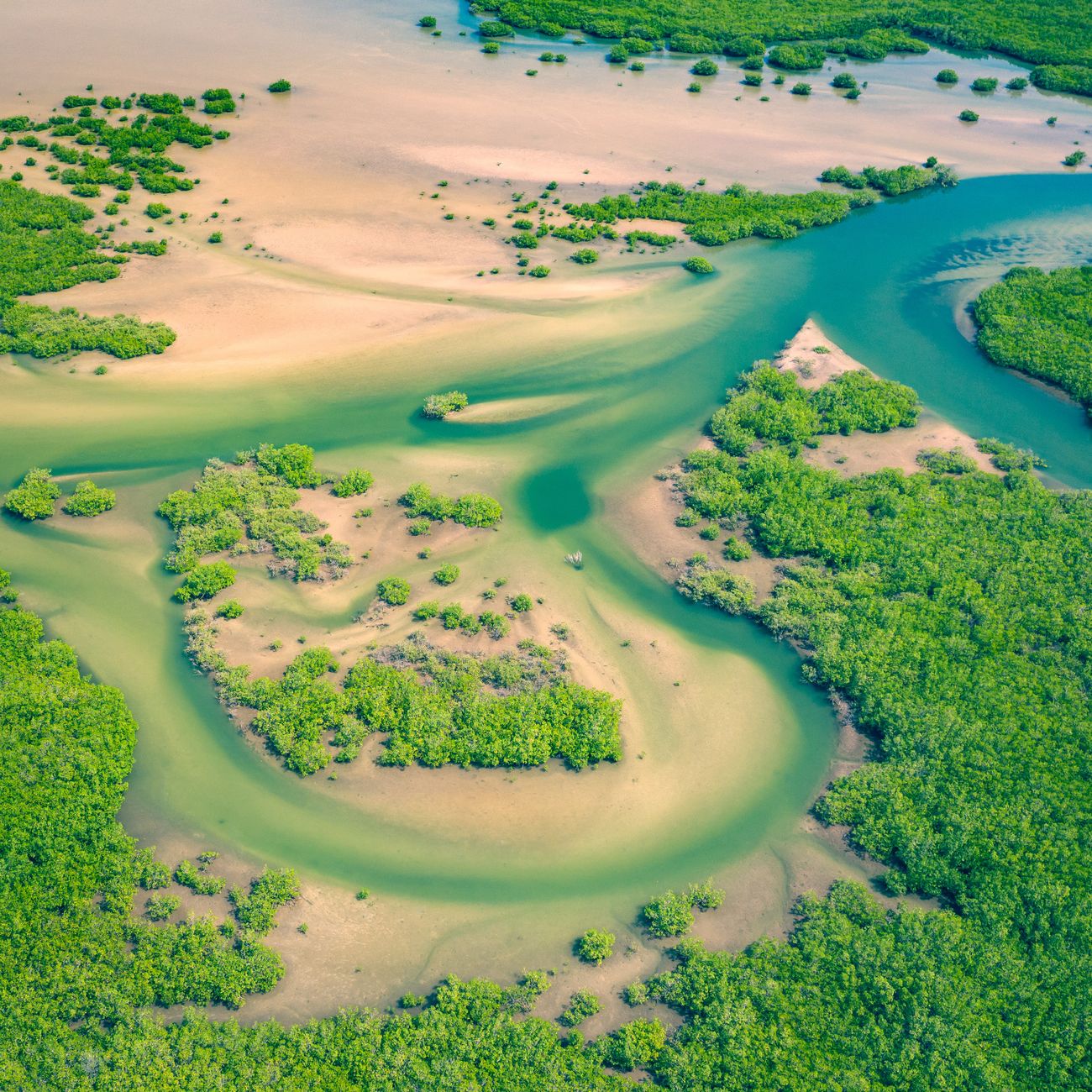 Remote Sensing and Image Processing for Biodiversity Conservation