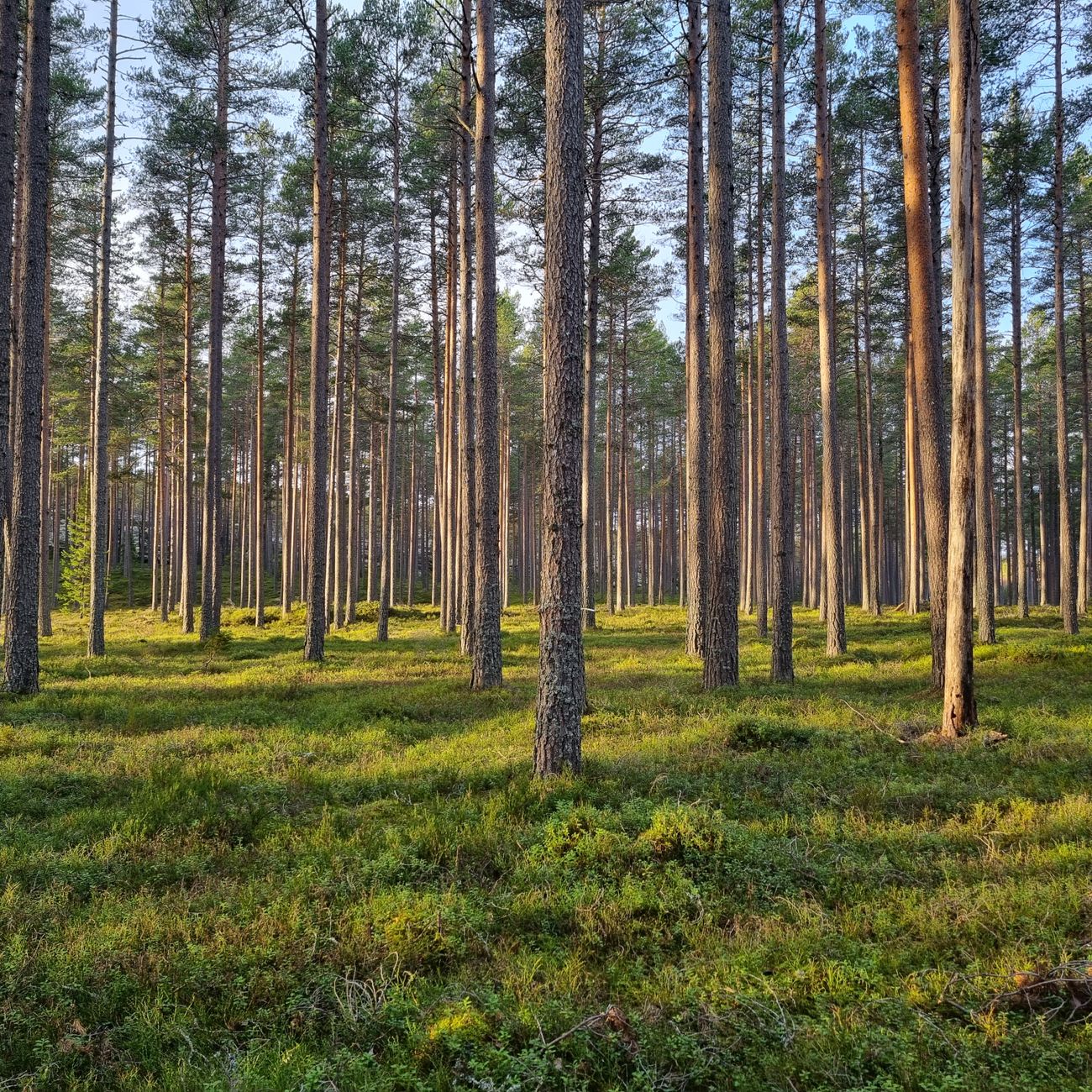 Agroforestry Techniques