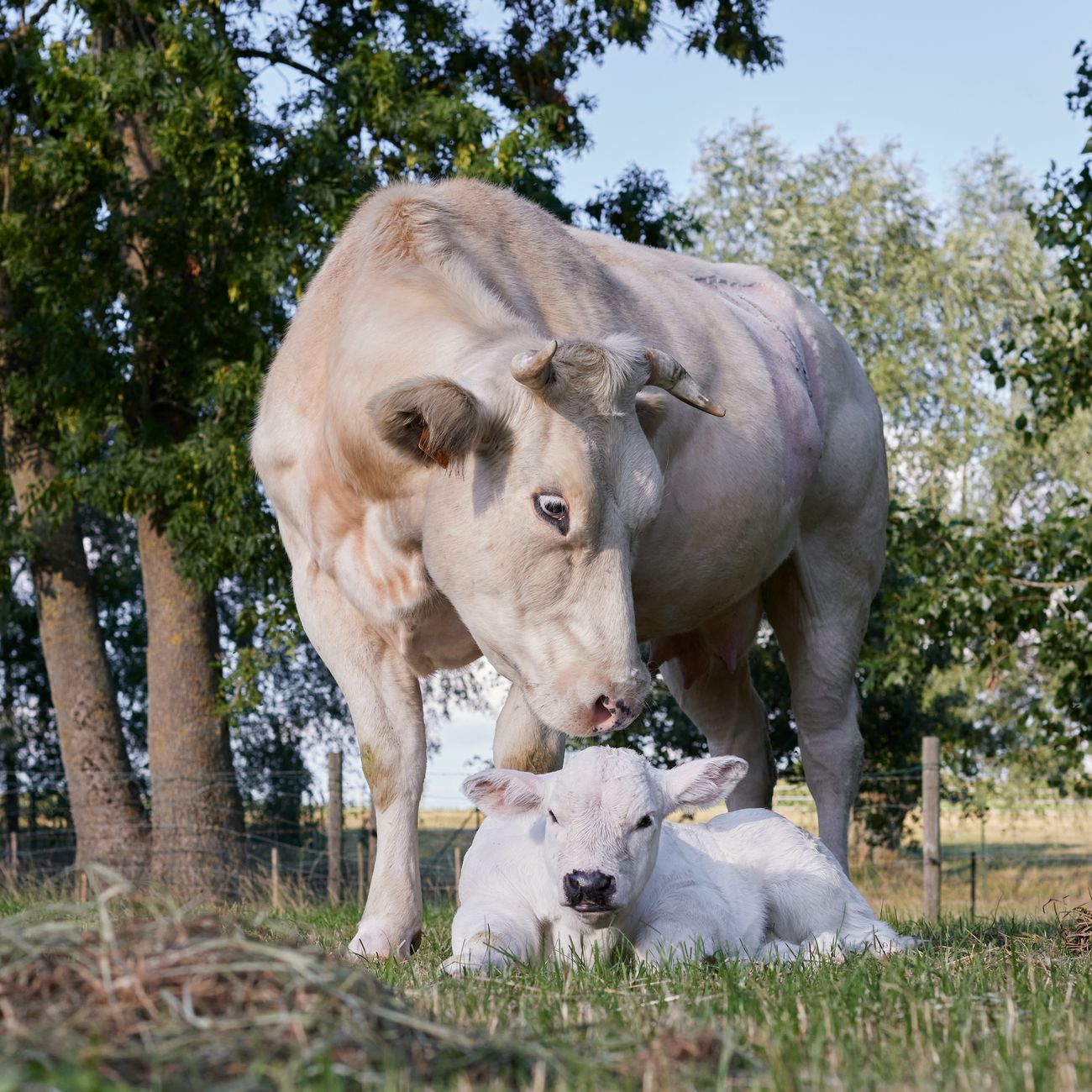 Genomic Breeding in Practice
