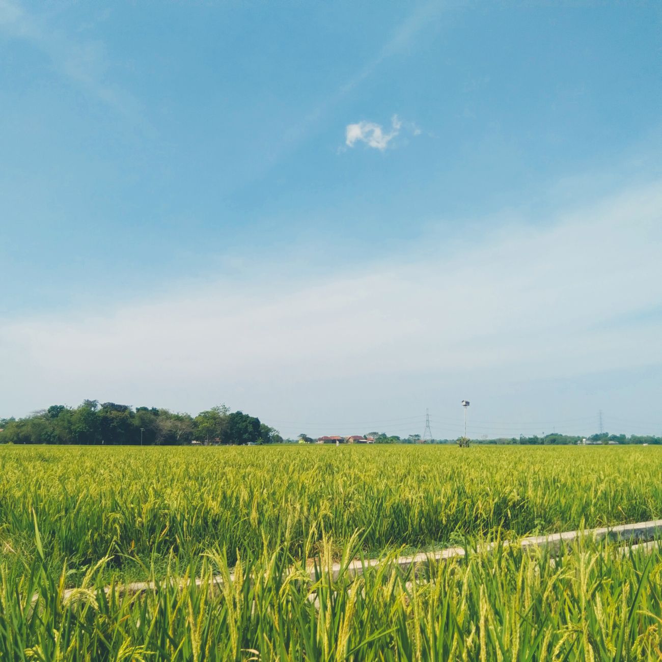 Sustainable Practices and Green Initiatives