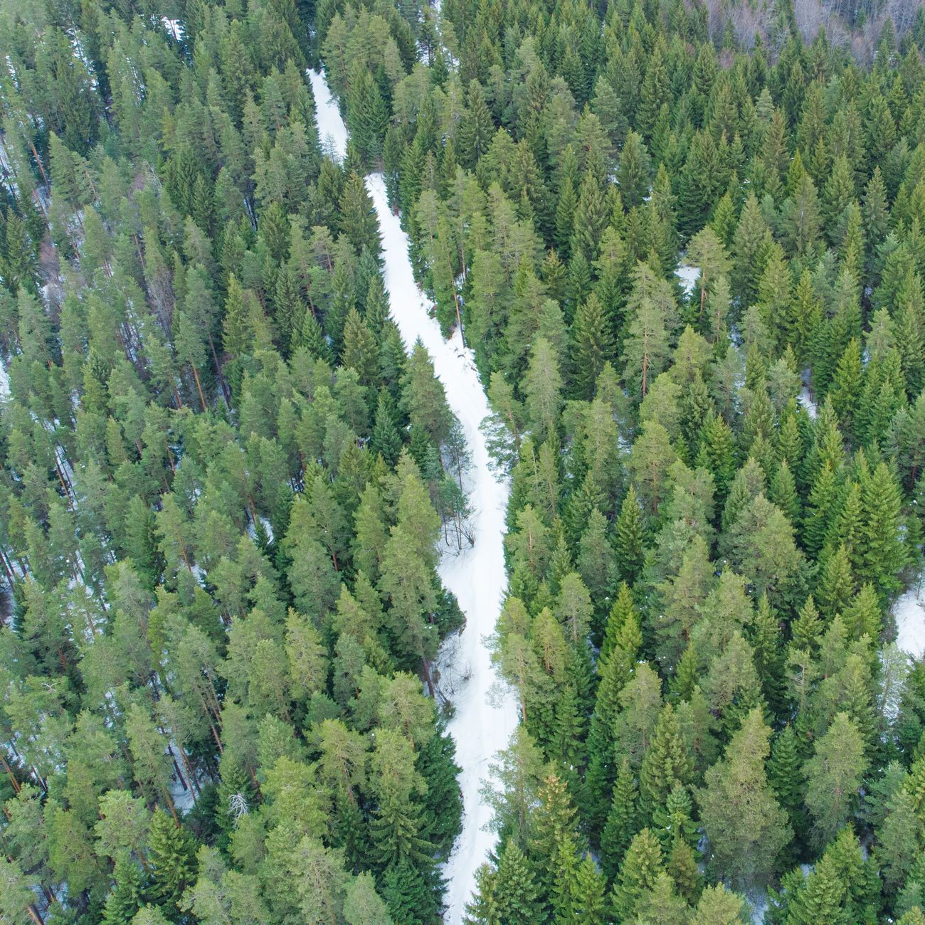 Timber Markets and Valuation