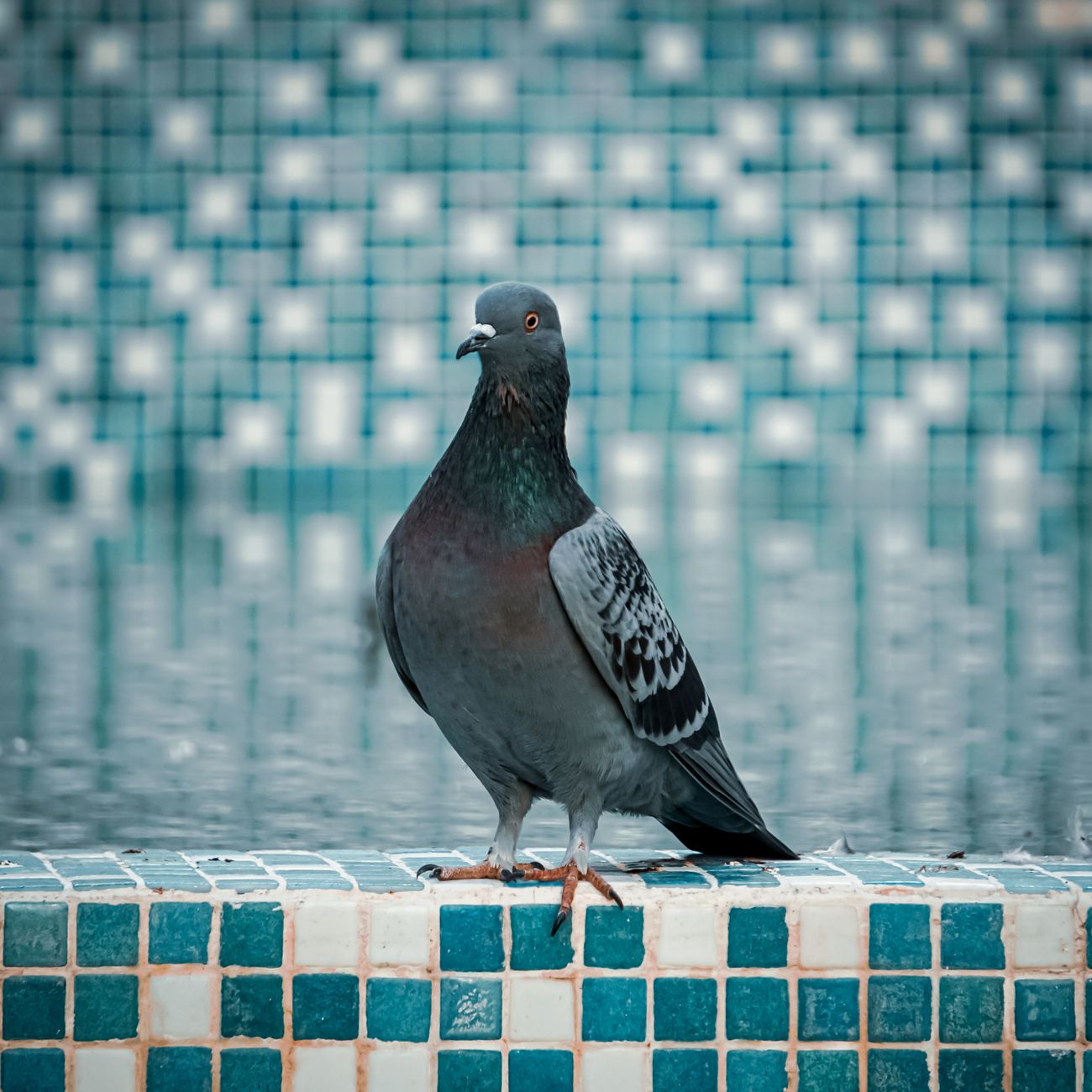 Pigeon Breeding and Genetics