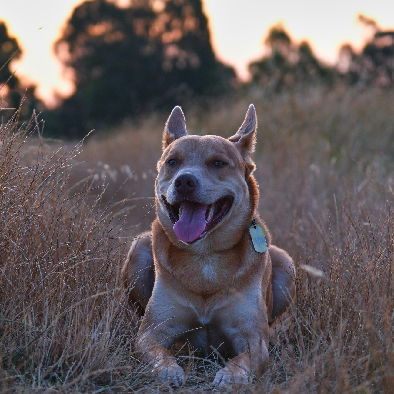 Canine Enrichment and Socialization