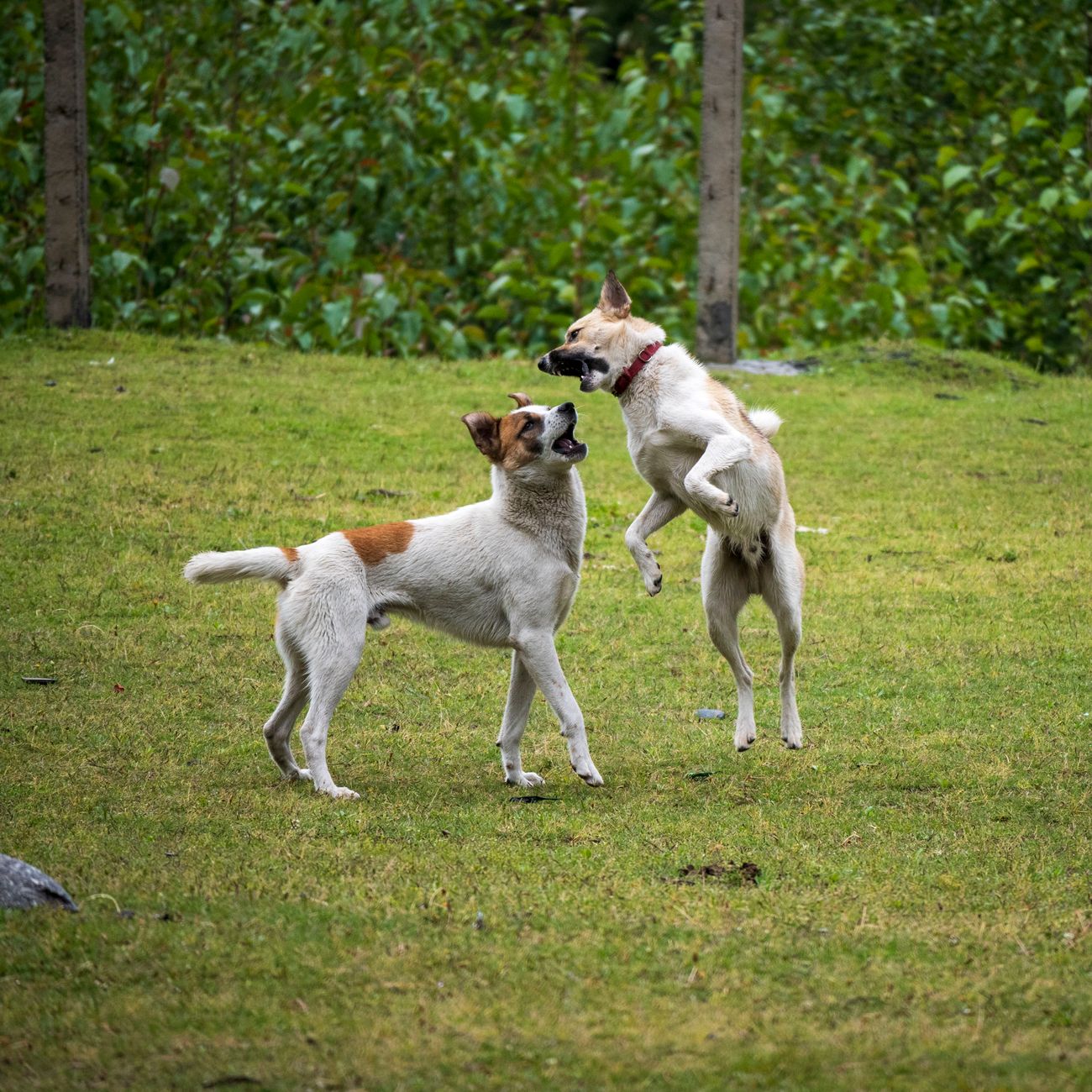 Canine Business and Ethics
