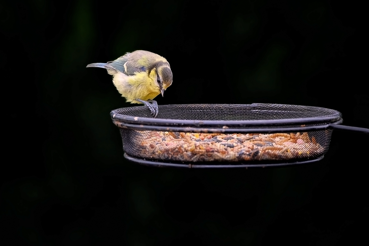 Wound Management in Birds